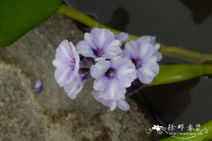 天蓝凤眼莲Eichhornia azurea