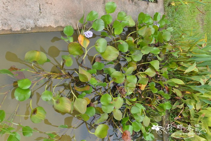 天蓝凤眼莲Eichhornia azurea