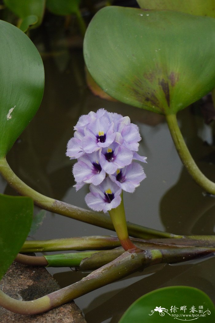 天蓝凤眼莲Eichhornia azurea