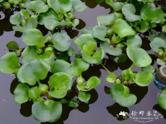 凤眼莲Eichhornia crassipes