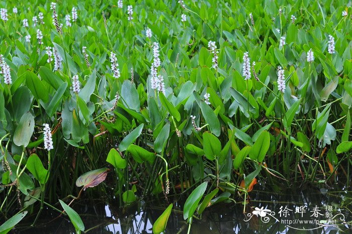白花梭鱼草Pontederia cordata var. alba 白花梭鱼草Pontederia cordata var. alba