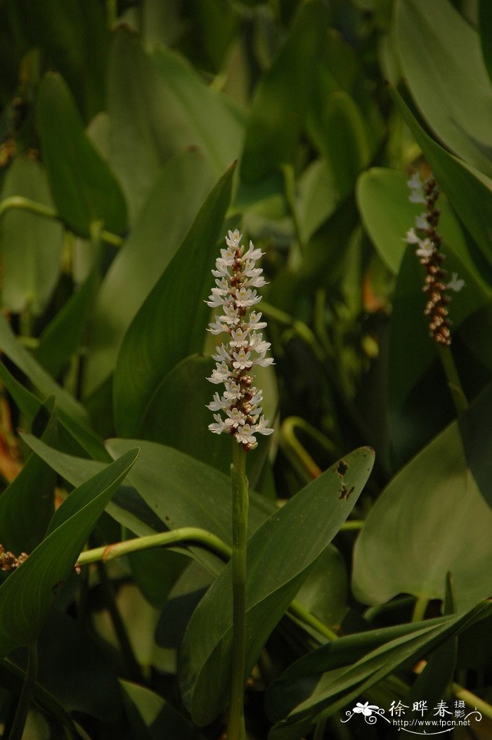 白花梭鱼草Pontederia cordata var. alba 白花梭鱼草Pontederia cordata var. alba