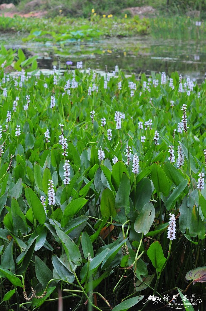 白花梭鱼草Pontederia cordata var. alba 白花梭鱼草Pontederia cordata var. alba