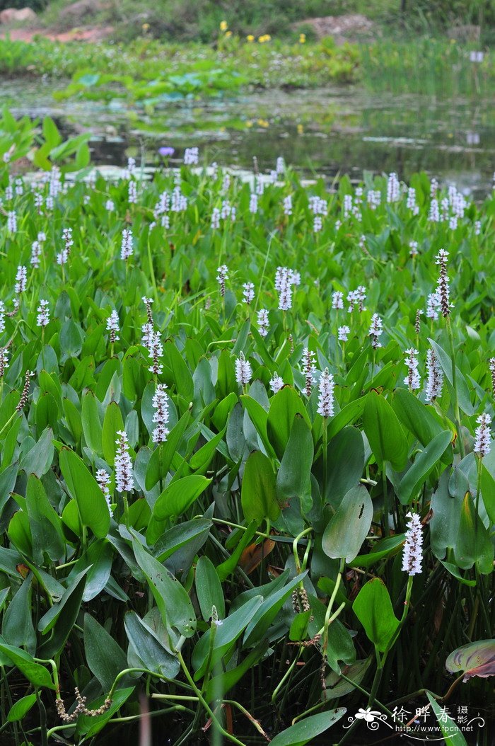 白花梭鱼草Pontederia cordata var. alba