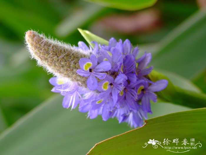 梭鱼草Pontederia cordata