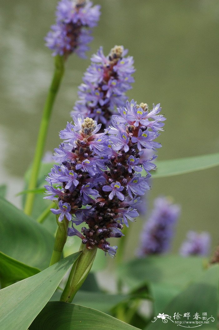 梭鱼草Pontederia cordata