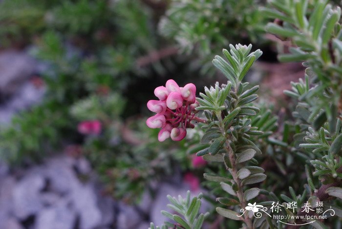 地被银桦Grevillea baueri 地被银桦Grevillea baueri