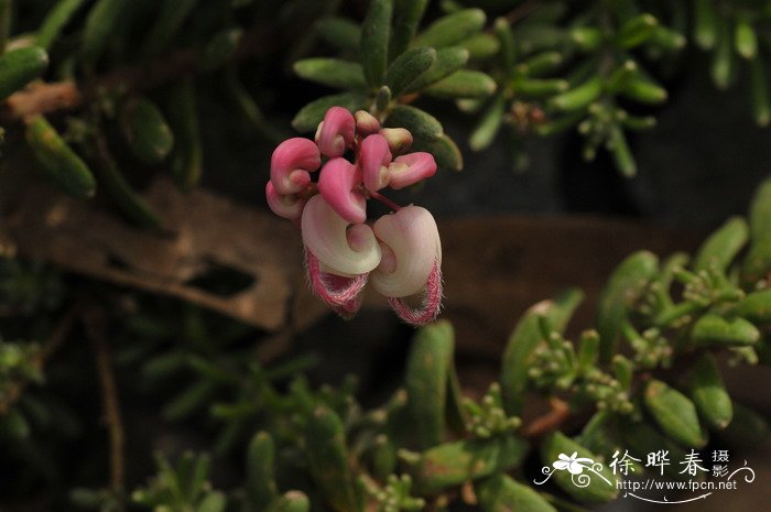 地被银桦Grevillea baueri 地被银桦Grevillea baueri