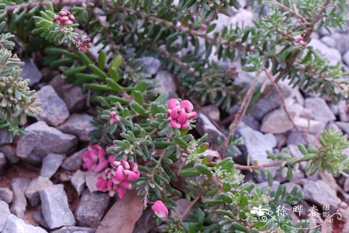 地被银桦Grevillea baueri 地被银桦Grevillea baueri
