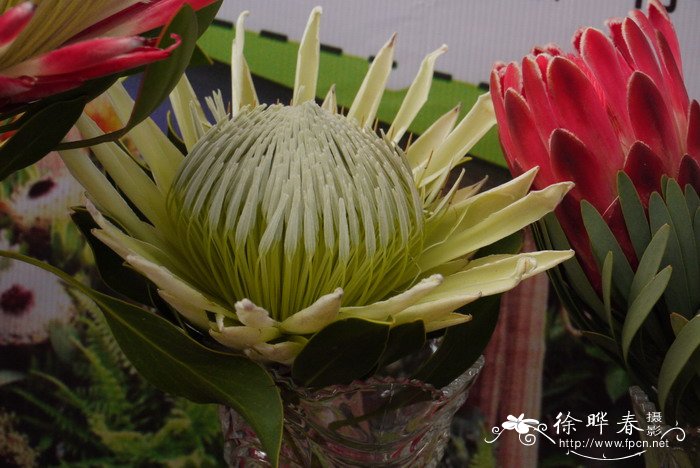 ‘北极冰’帝王花Protea Arctic Ice