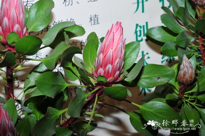 ‘小王子’帝王花Protea cynaroides ‘Little Prince’