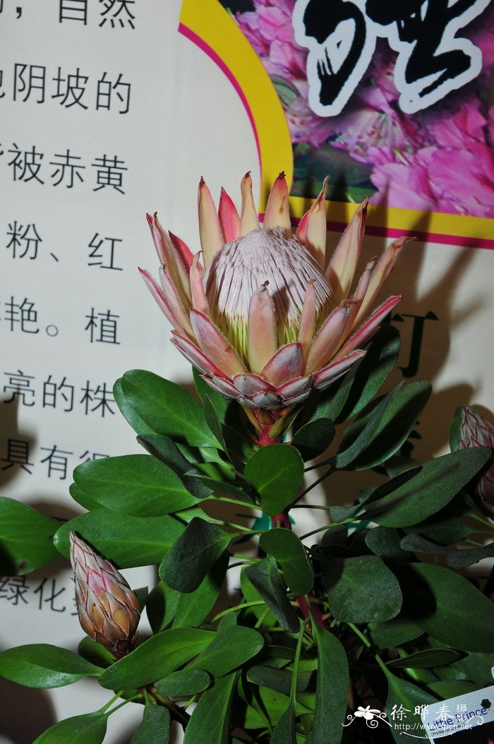 ‘小王子’帝王花Protea cynaroides ‘Little Prince’