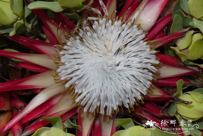 ‘玛芭迪’帝王花Protea cynaroides 'Madiba' ‘玛芭迪’帝王花Protea cynaroides 'Madiba'