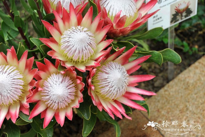 ‘玛芭迪’帝王花Protea cynaroides 'Madiba' ‘玛芭迪’帝王花Protea cynaroides 'Madiba'