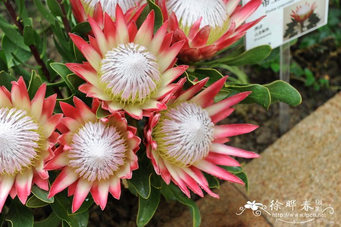 ‘玛芭迪’帝王花Protea cynaroides  'Madiba'