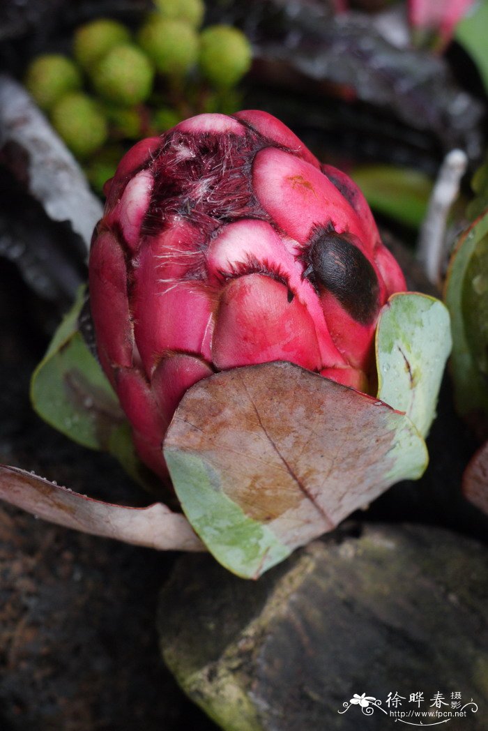 格兰迪帝王花Protea grandiceps 格兰迪帝王花Protea grandiceps