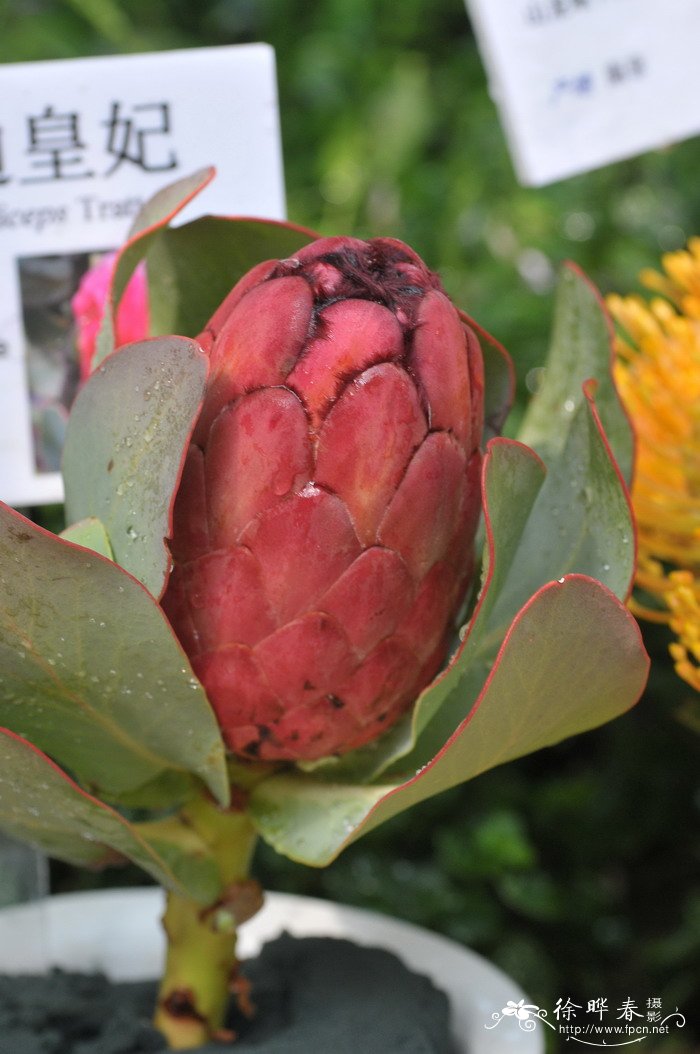 格兰迪帝王花Protea grandiceps 格兰迪帝王花Protea grandiceps