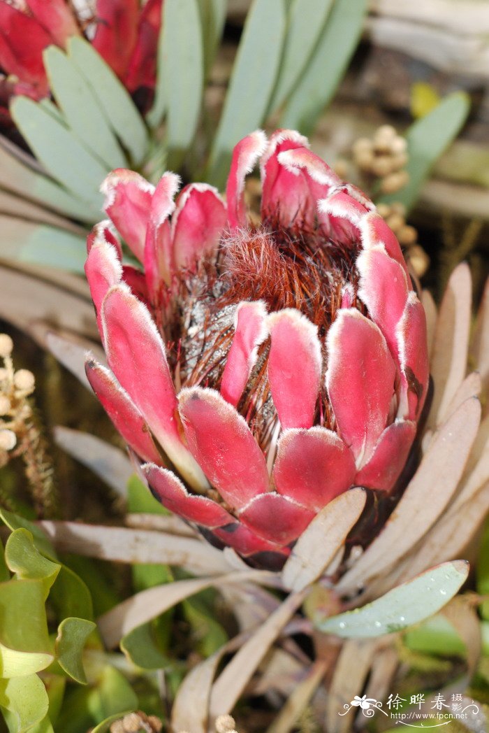 ‘红色君主’帝王花Protea cynaroides 'Red Rex' ‘红色君主’帝王花Protea cynaroides 'Red Rex'