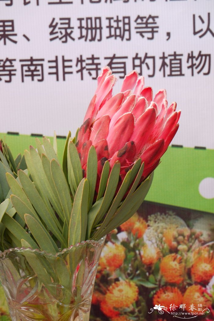 ‘红色君主’帝王花Protea cynaroides 'Red Rex' ‘红色君主’帝王花Protea cynaroides 'Red Rex'