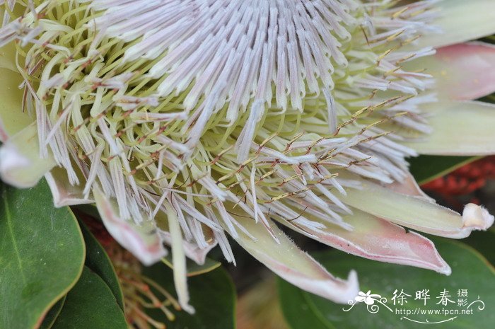 帝王花Protea cynaroides 帝王花Protea cynaroides