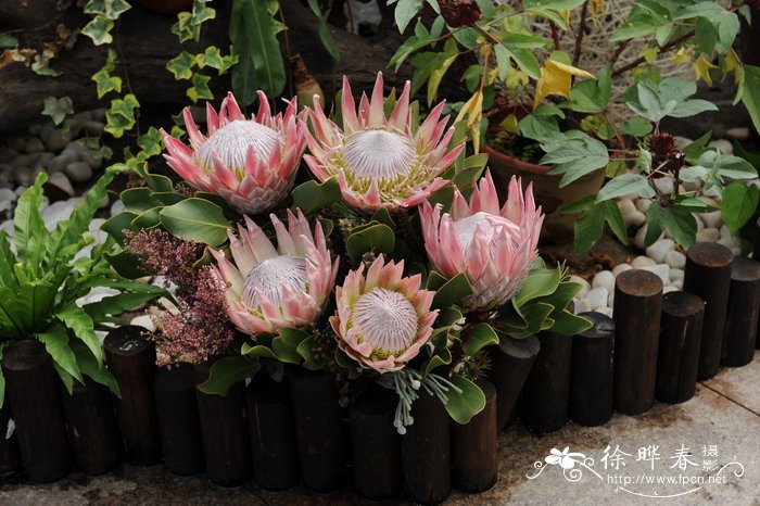 帝王花Protea cynaroides 帝王花Protea cynaroides