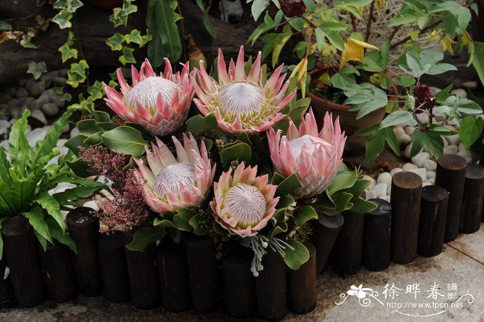 帝王花Protea cynaroides