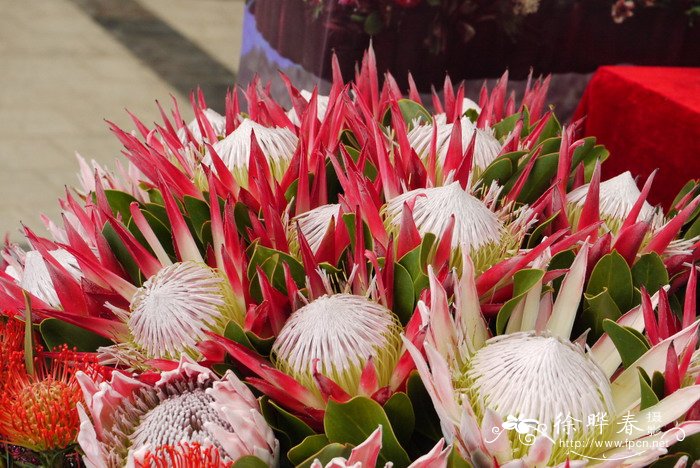 '凯迪皇后'帝王花protea magnifica'empress'