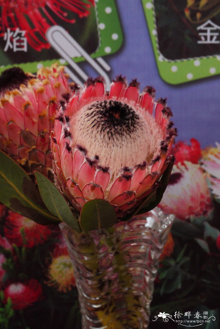 大花帝王花Protea magnifica