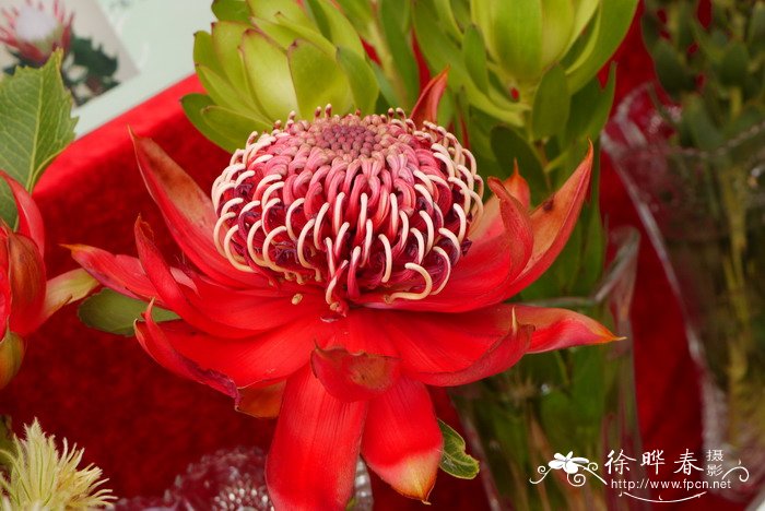 ‘华洛特’帝王花Protea Waratah ‘华洛特’帝王花Protea Waratah