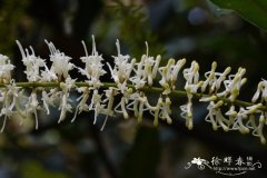 澳洲坚果Macadamia ternifolia