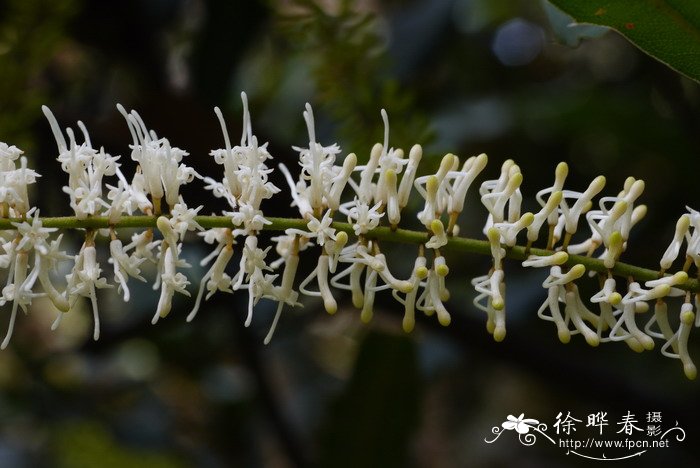 澳洲坚果Macadamia ternifolia 澳洲坚果Macadamia ternifolia