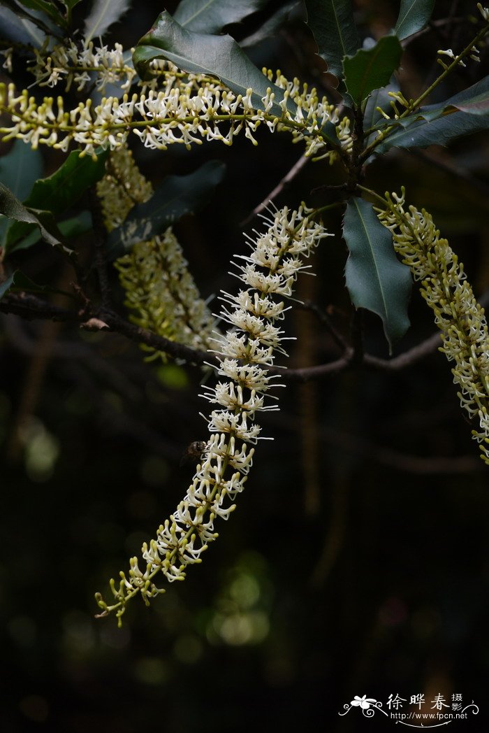 澳洲坚果Macadamia ternifolia 澳洲坚果Macadamia ternifolia
