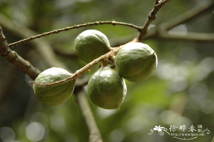 澳洲坚果Macadamia ternifolia 澳洲坚果Macadamia ternifolia