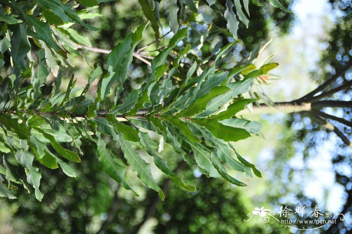 澳洲坚果Macadamia ternifolia 澳洲坚果Macadamia ternifolia