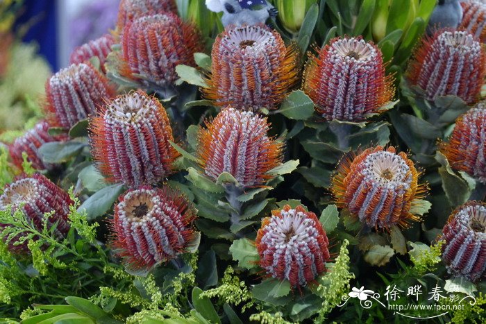 绯红斑克木Banksia coccinea 绯红斑克木Banksia coccinea