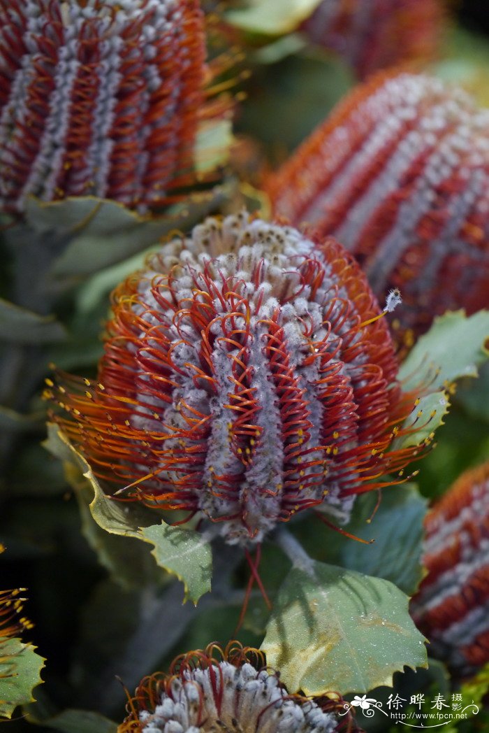 绯红斑克木Banksia coccinea