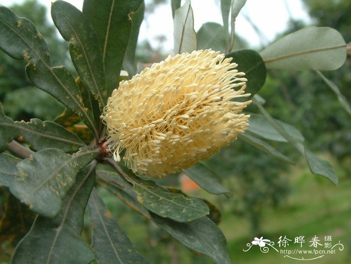 海岸斑克木Banksia integrifolia 海岸斑克木Banksia integrifolia