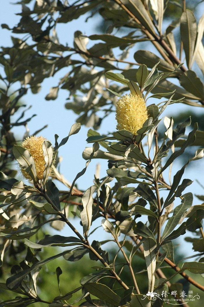 海岸斑克木Banksia integrifolia 海岸斑克木Banksia integrifolia