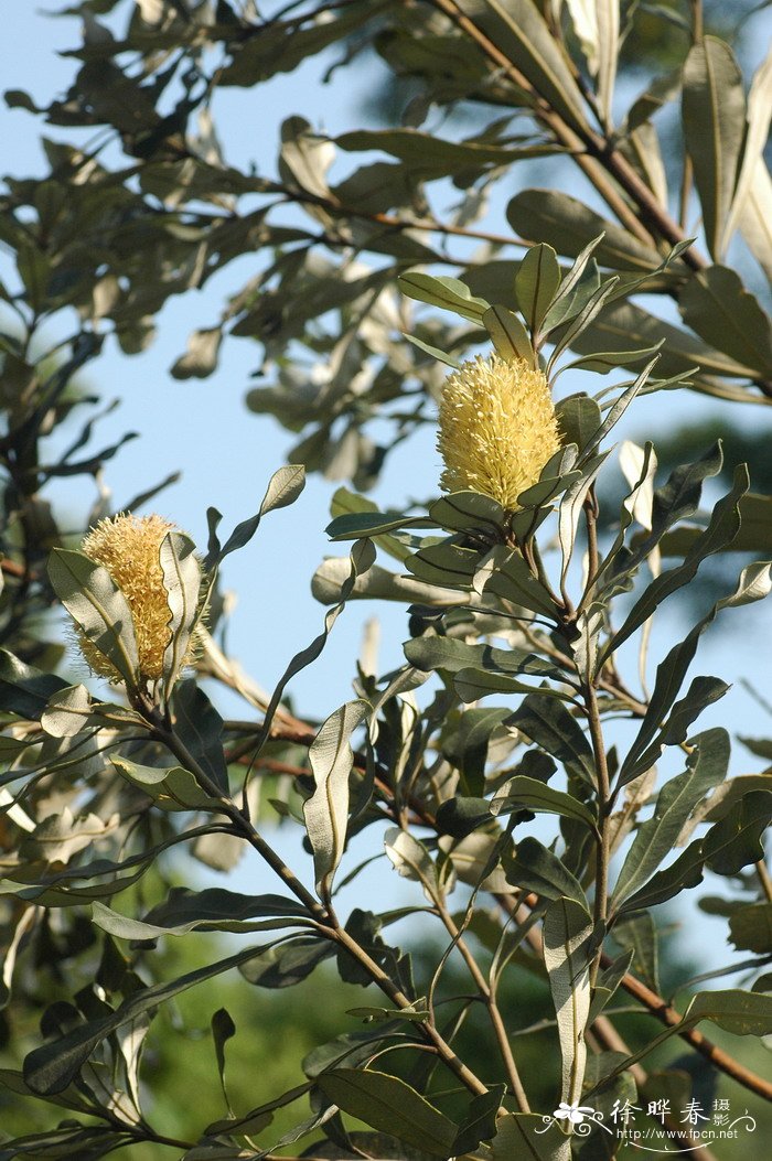 海岸斑克木Banksia integrifolia