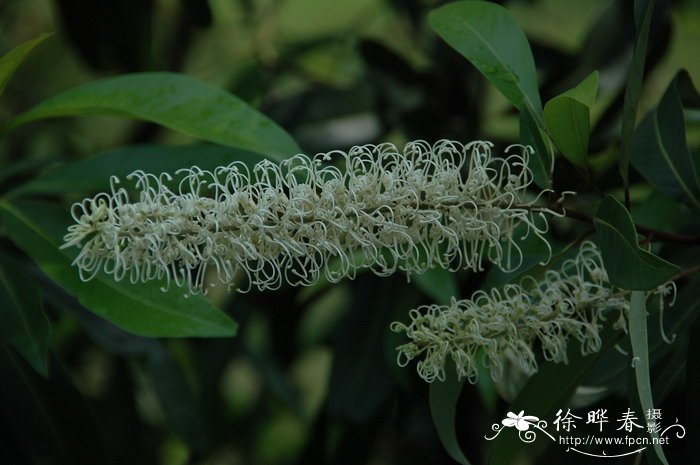 白金汉Buckinghamia celsissima 白金汉Buckinghamia celsissima