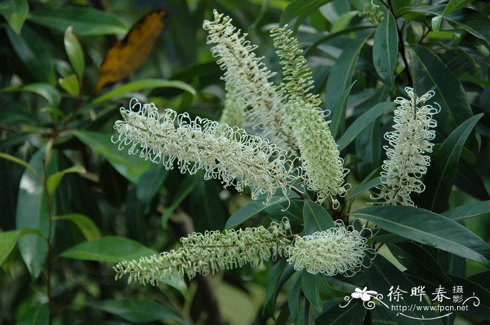 白金汉Buckinghamia celsissima 白金汉Buckinghamia celsissima