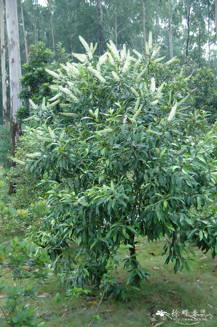 白金汉Buckinghamia celsissima 白金汉Buckinghamia celsissima