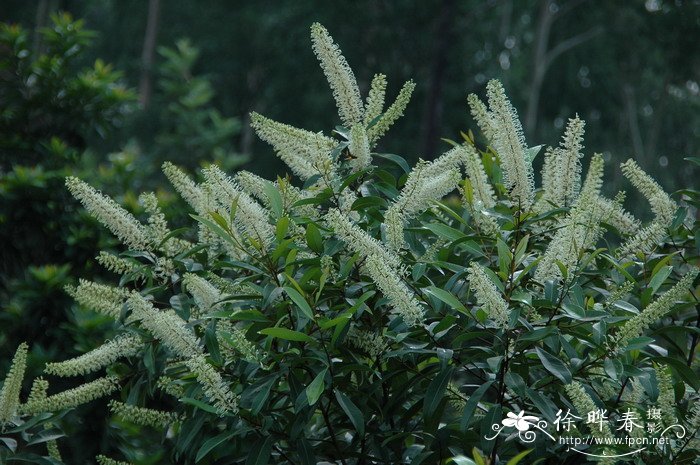 白金汉Buckinghamia celsissima 白金汉Buckinghamia celsissima