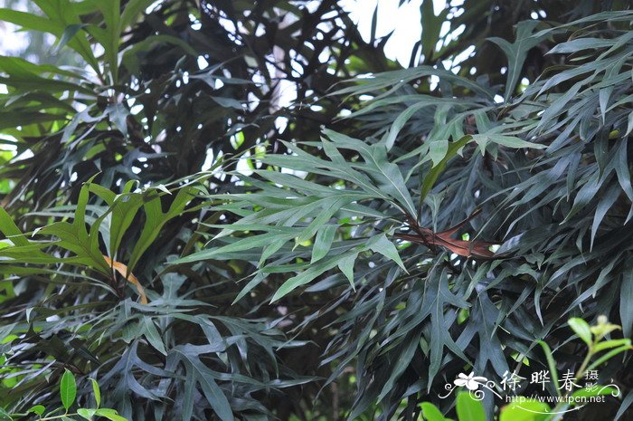阔叶银桦Grevillea baileyana 阔叶银桦Grevillea baileyana