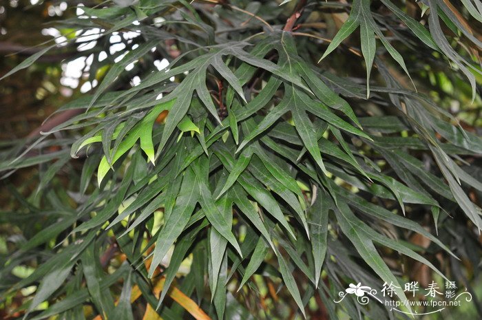 阔叶银桦Grevillea baileyana 阔叶银桦Grevillea baileyana