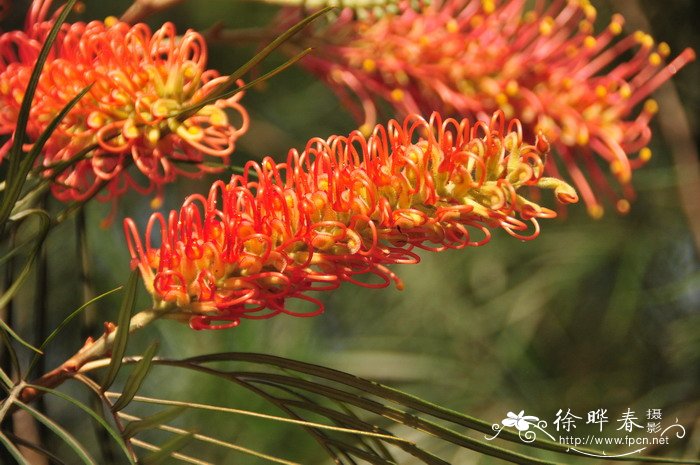 澳洲银桦杂交种Grevillea hybrid 澳洲银桦杂交种Grevillea hybrid