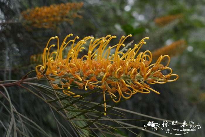 澳洲银桦杂交种Grevillea hybrid
