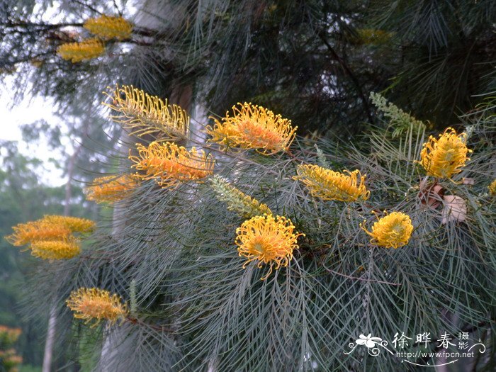 澳洲银桦杂交种Grevillea hybrid 澳洲银桦杂交种Grevillea hybrid