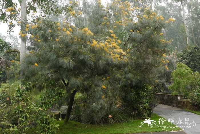 澳洲银桦杂交种Grevillea hybrid 澳洲银桦杂交种Grevillea hybrid