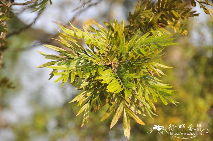 银桦Grevillea robusta